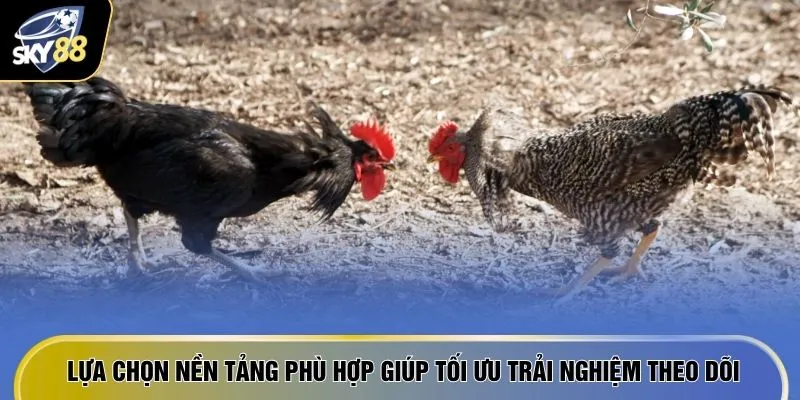 Top 5 Sảnh Đá Gà Uy Tín SKY88 - Càng Chơi Càng Ra Tiền 4 Lựa chọn nền tảng phù hợp giúp tối ưu trải nghiệm theo dõi
