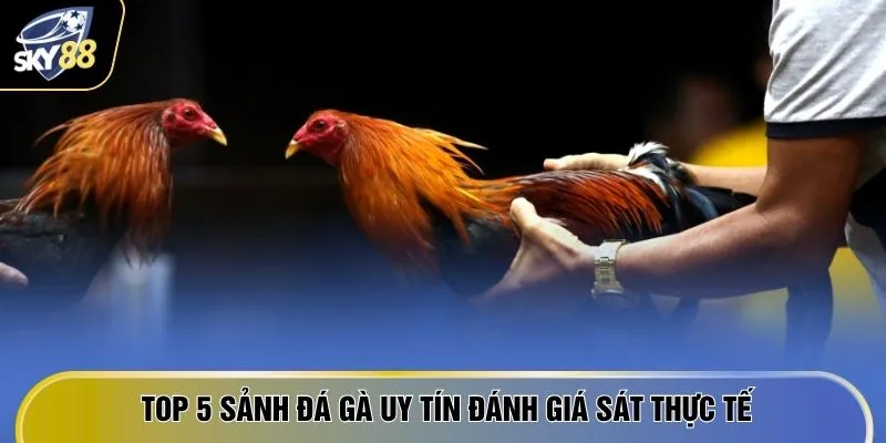 Top 5 Sảnh Đá Gà Uy Tín SKY88 - Càng Chơi Càng Ra Tiền 2 Top 5 sảnh đá gà uy tín đánh giá sát thực tế
