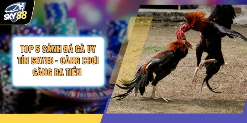 Top 5 Sảnh Đá Gà Uy Tín SKY88 - Càng Chơi Càng Ra Tiền 1 Top 5 Sảnh Đá Gà Uy Tín SKY88 - Càng Chơi Càng Ra Tiền